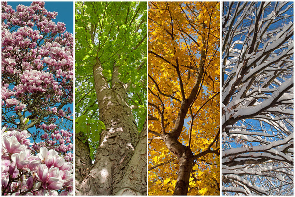 Vier Jahreszeiten in einer Collage - Foto, Bild