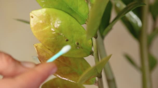 Vrouwelijke hand indoor ongedierte verwijderen door wattenstaafje gepantserde schaal insecten thuis planten. Zelfgemaakte behandeling. - Video