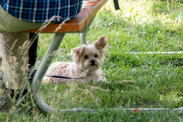 The owner sits on the bench; rests; and a cute dog lies in the shade under the bench on the grass - Zdjęcie, obraz