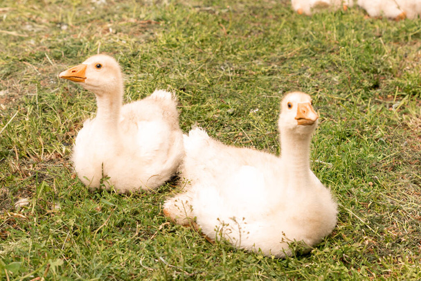 Joven goslings blancos en el patio de una casa de pueblo. Cultivo de aves en condiciones rurales. Ganadería. - Foto, Imagen