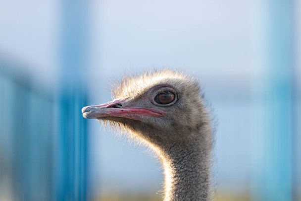 Ostrich bird head and neck profile portrait on the farm blue background. Close-up  - Фото, изображение