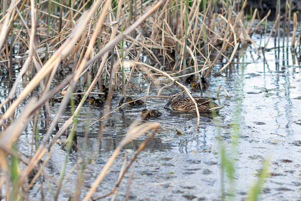Группа диких уток плавает в болоте среди булрышей в озере. Мать утка со своими утятами. Фон
 - Фото, изображение