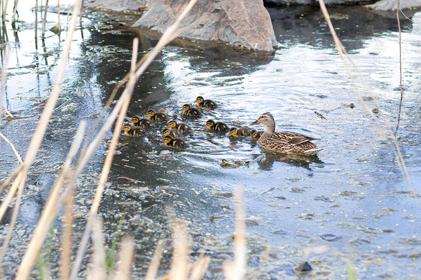 Mère canard suivant les canetons mignons (bébés canards) et nageant près des rochers. Canard groupe familial, arrière-plan - Photo, image