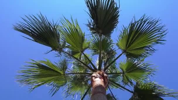 Egy pálmafa fúj a könnyű szél szellő kék ég háttér. Alacsony látószög - Felvétel, videó