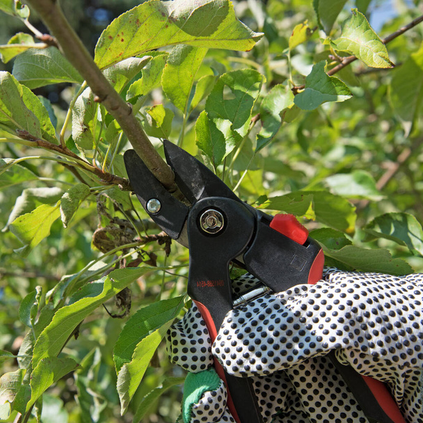 Hand met snoeischaar snijdende fruitboom - Foto, afbeelding