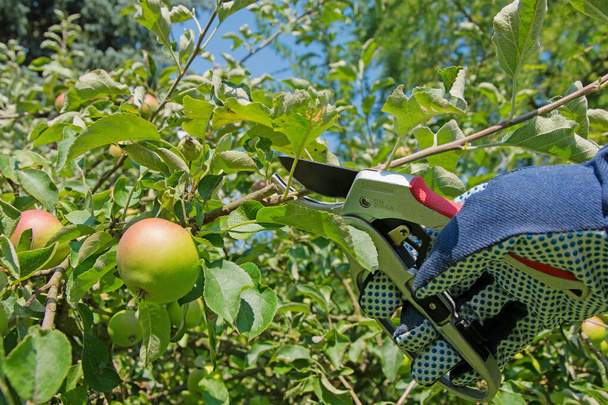 Hand met snoeischaar snijdende fruitboom - Foto, afbeelding