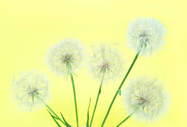 White dandelions inflorescence on yellow background. Concept for festive background or for project. Creative copy space, close-up - Photo, Image