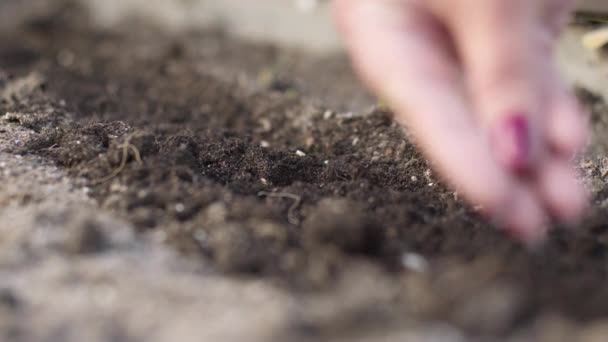 Jardinero femenino mayor caucásico vierte semillas de plantas en el suelo en el jardín
 - Metraje, vídeo