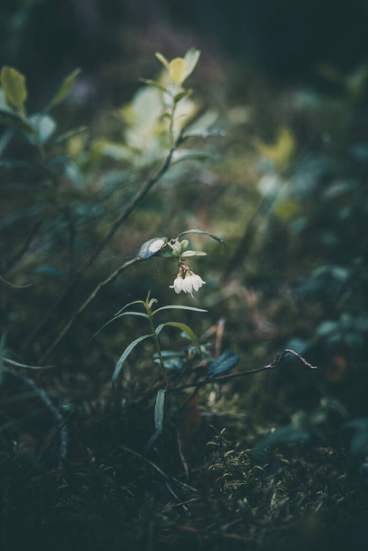 weiße kleine Blaubeerblüten blühen im Wald - Foto, Bild