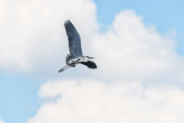 A Great Blue Heron Flying. A beautifully large wading bird flying high through the sky. - Photo, Image
