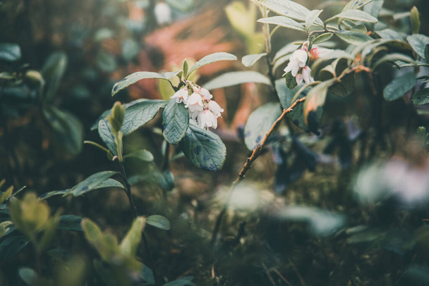 fehér kis áfonyavirág virágzik az erdőben - Fotó, kép