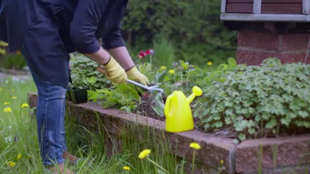 giardiniere femminile caucasico tirando erbacce dai letti con strumento di giardinaggio. - Filmati, video