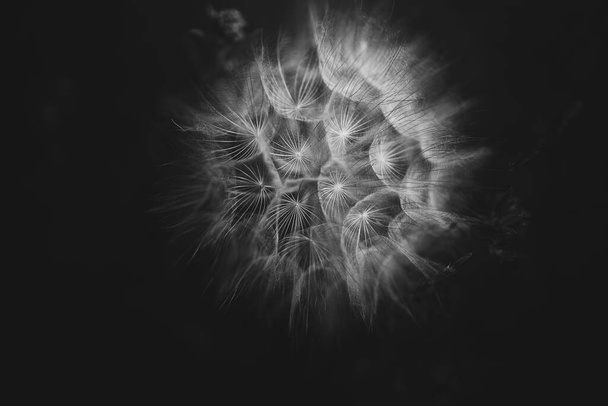 kesä voikukka kukka lähikuva tummalla pohjalla - Valokuva, kuva