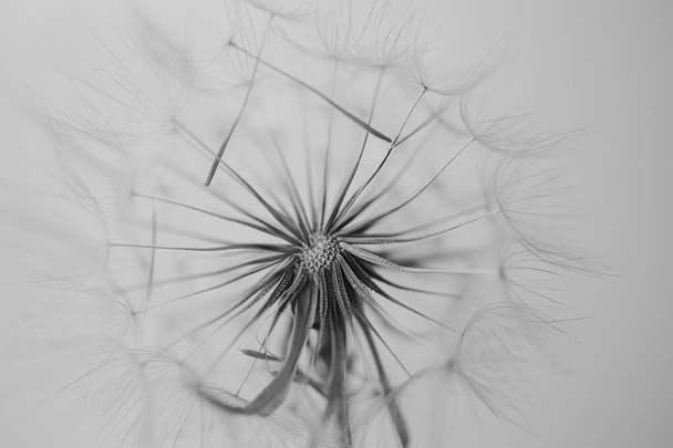 summer dandelion flower in close-up on a light background - Photo, Image