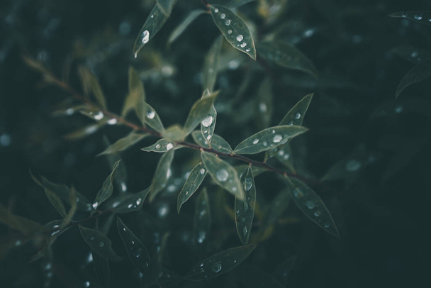 gouttes de pluie en gros plan sur les feuilles vertes de la plante - Photo, image