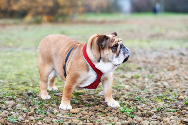 Rojo Inglés Bulldog Dog salir a dar un paseo mirando al lado del parque
 - Foto, Imagen