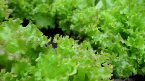 Zelený salát na zahradě. Listy zeleného salátu rostou ve skleníku na farmě. Zemědělství a pěstování zeleniny a ovoce. - Záběry, video