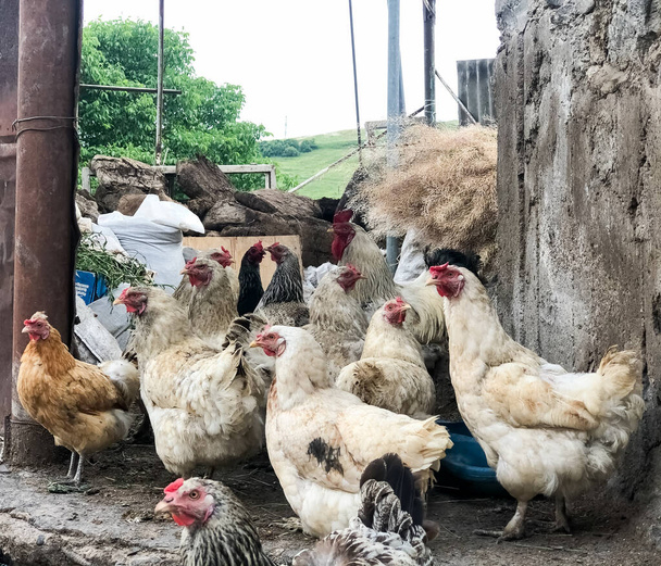 zwierzęta gospodarskie w gospodarstwie, grupa kurcząt, kurczak w gospodarstwie - Zdjęcie, obraz