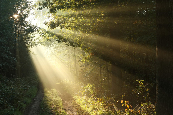 mlhavé ráno v podzimním lese - Fotografie, Obrázek