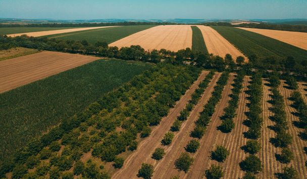 Aerial ladscape photo from drone, top view of some fields with crops in summer time - Φωτογραφία, εικόνα