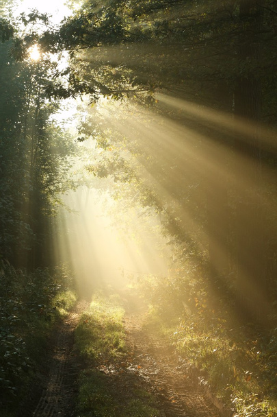 Le soleil du matin tombe dans la forêt d'automne
 - Photo, image