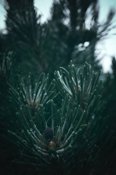 Closeup escuro e evocativo de um pinheiro com agulhas e bolota
. - Foto, Imagem