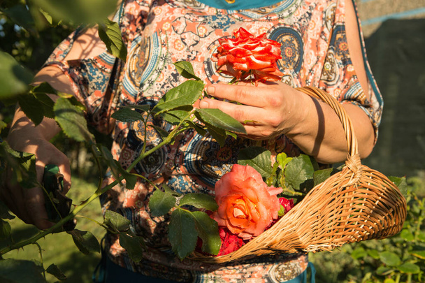 Ein Strauß Rosen. Die Frau schneidet die Rosen und legt sie in einen Weidenkorb. Frauenhände. - Foto, Bild