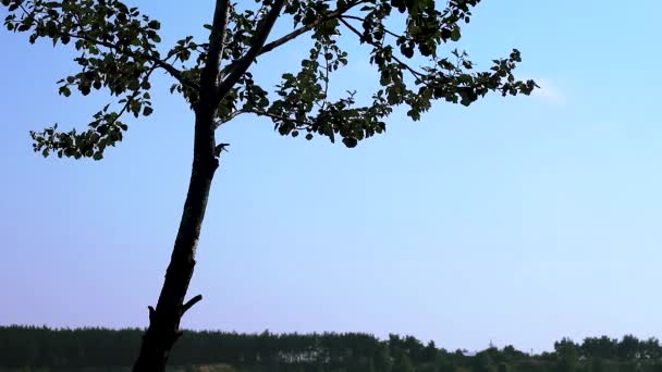 Le foglie di albero nere salutano, la sagoma contrastante su cielo azzurro chiaro. Naturale ventoso ancora sfondo - Filmati, video