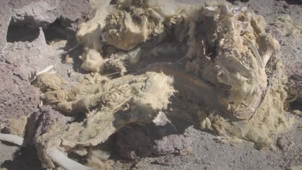 Knochen und Fleisch an der Colorada-Lagune - Bolivien. - Filmmaterial, Video