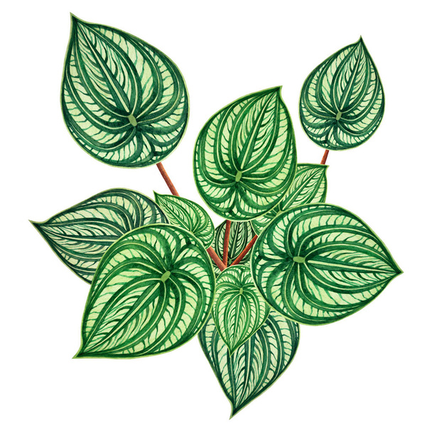 Acquerello pittura foglie verdi, foglia di palma isolata su sfondo bianco. illustrazione acquerello disegnato a mano tropicale, aloha foglia esotica per albero da parati, giungla, foresta stile Hawaii sfondo. - Foto, immagini