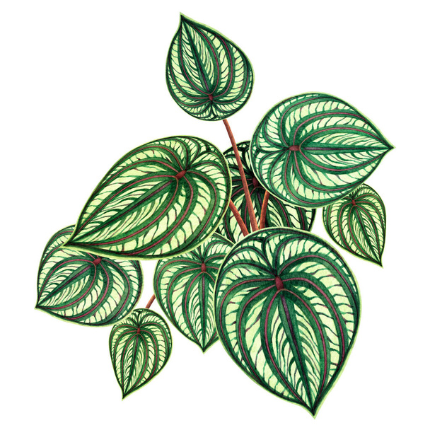 Acquerello pittura foglie verdi, foglia di palma isolata su sfondo bianco. illustrazione acquerello disegnato a mano tropicale, aloha foglia esotica per albero da parati, giungla, foresta stile Hawaii sfondo. - Foto, immagini