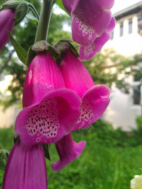 These flowers and fruits in my garden are wonders of nature! - Photo, Image