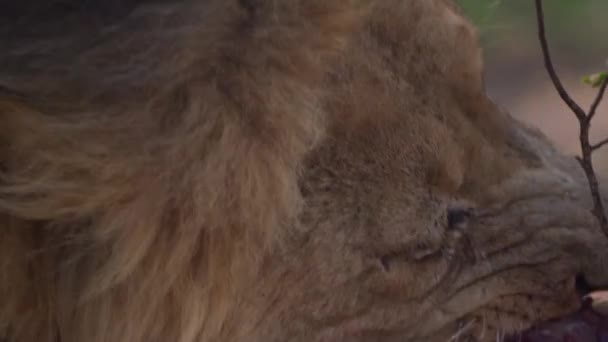 lew z rozmazaną krwią gębą zjada świeżo rozdartą zdobycz cielaka bawolego - Materiał filmowy, wideo