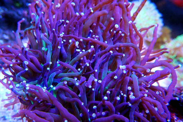 Фиолетовый большой каменистый коралл в рифовом аквариуме (Euphyfa fabrensens)
) - Фото, изображение