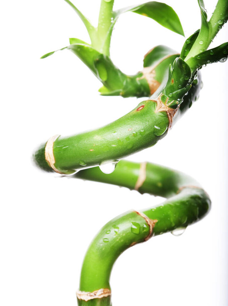 lucky bamboo with water drops - Photo, image
