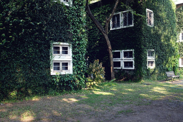 Σπίτι που καλύπτεται με πράσινο κισσό φυσικό υπόβαθρο. - Φωτογραφία, εικόνα