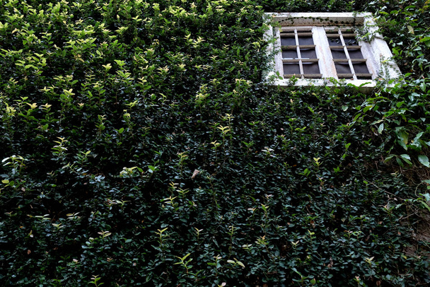 Ház fedett zöld borostyán természetes háttér. - Fotó, kép