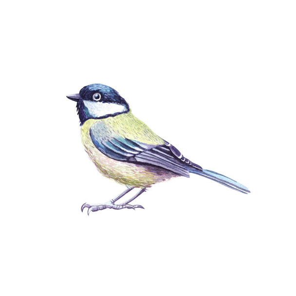 Tit watercolor bird isolated on white background. - Zdjęcie, obraz