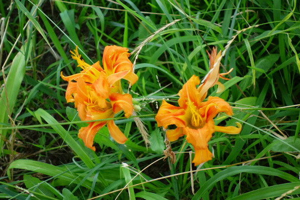 栄光の花を咲かせたオレンジ色のユリの花 - 写真・画像