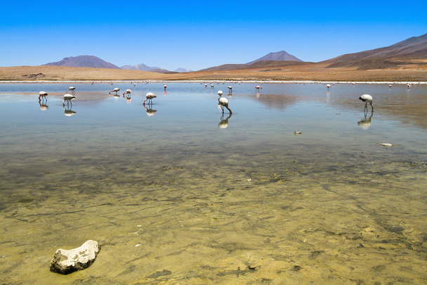 Andes, Bolivya Gölü flamingolar. - Fotoğraf, Görsel