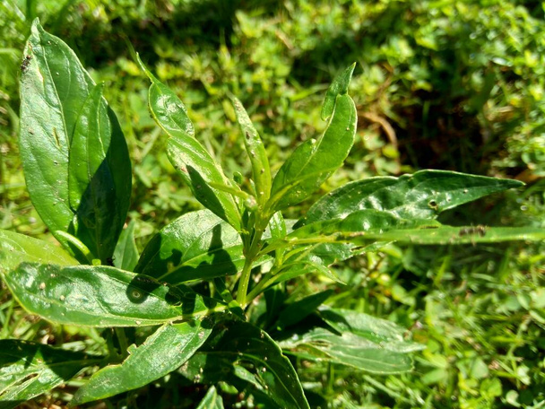 Close up verde Andrographis paniculata (creat, sambiloto, chireta verde) na natureza. Acanthaceae é uma espécie de planta herbácea da família Acanthaceae. Ervas medicinais com sabor amargo
. - Foto, Imagem