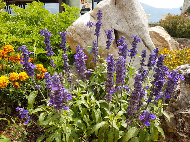 дельта з квітів верби, призначених для будинку з камінням, як в природному середовищі
 - Фото, зображення