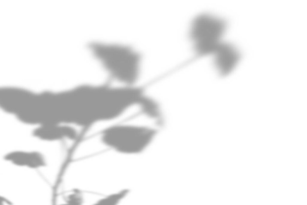 Φόντο σκιάς καλοκαιρινών φυτών. Η σκιά του λουλουδιού της ευτυχίας, το γαλατάκι στον λευκό τοίχο. Λευκό και μαύρο για το γεράνι μια φωτογραφία ή mockup. - Φωτογραφία, εικόνα