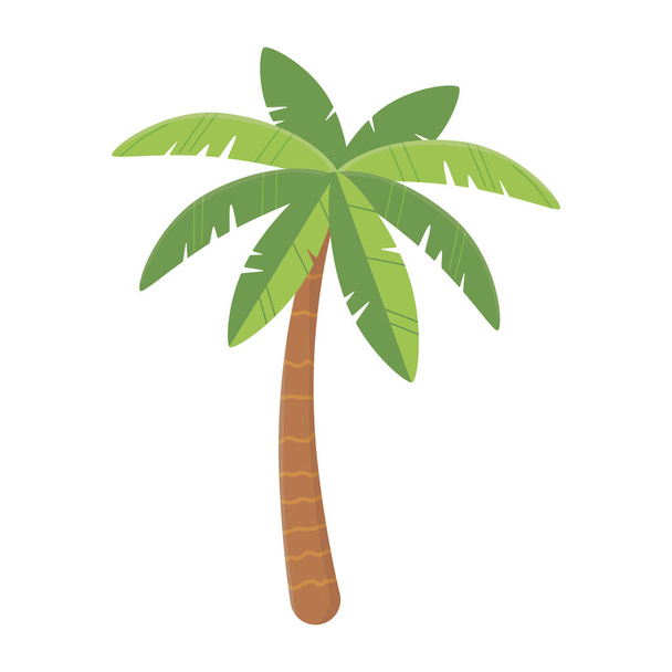 pálmafa trópusi természet egzotikus botanikai elszigetelt design ikon - Vektor, kép