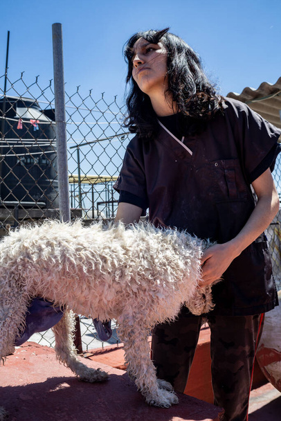 chica secando un perro blanco - Foto, imagen