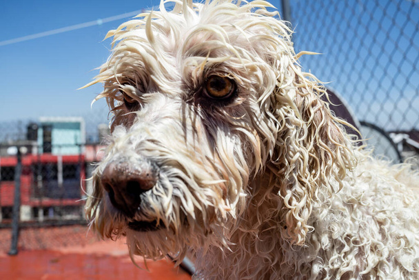secagem cão branco ao sol
 - Foto, Imagem