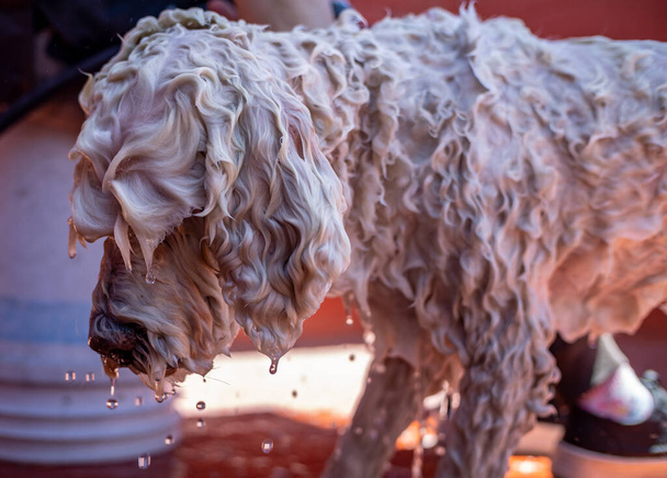 ρύγχος σκύλου ξέπλυμα με ποτιστήρι - Φωτογραφία, εικόνα
