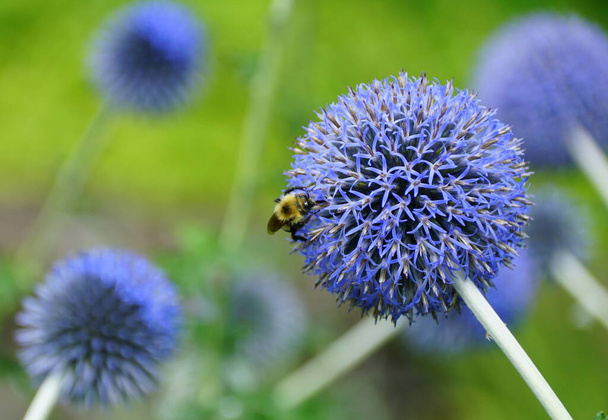 Пчела на терновнике "Taplow Blue"
 - Фото, изображение