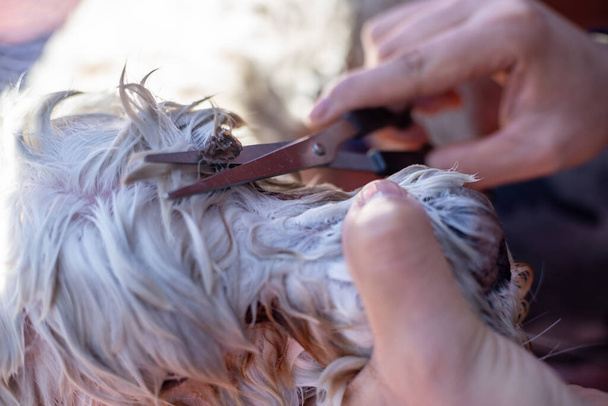 hand with scissor cutting eye lizard from dog - Fotó, kép