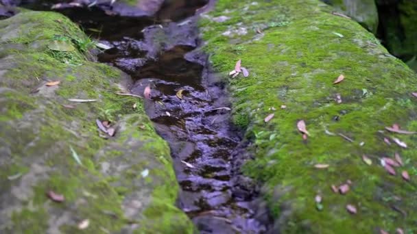 A patak vize mohával borított kövön folyik. - Felvétel, videó